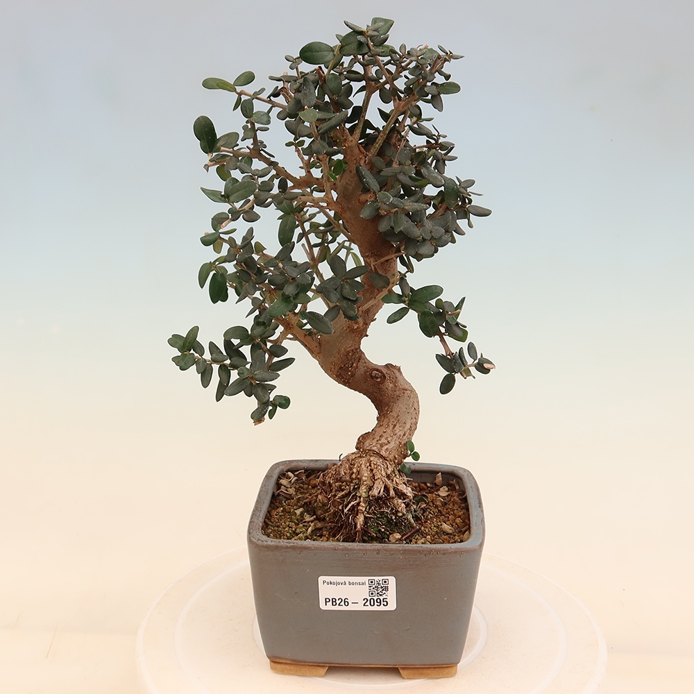 Bonsai voor binnen - Olea europaea sylvestris