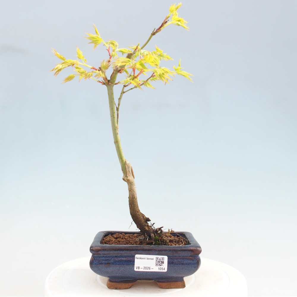 Acer palmatum Aureum - Gewone esdoorn