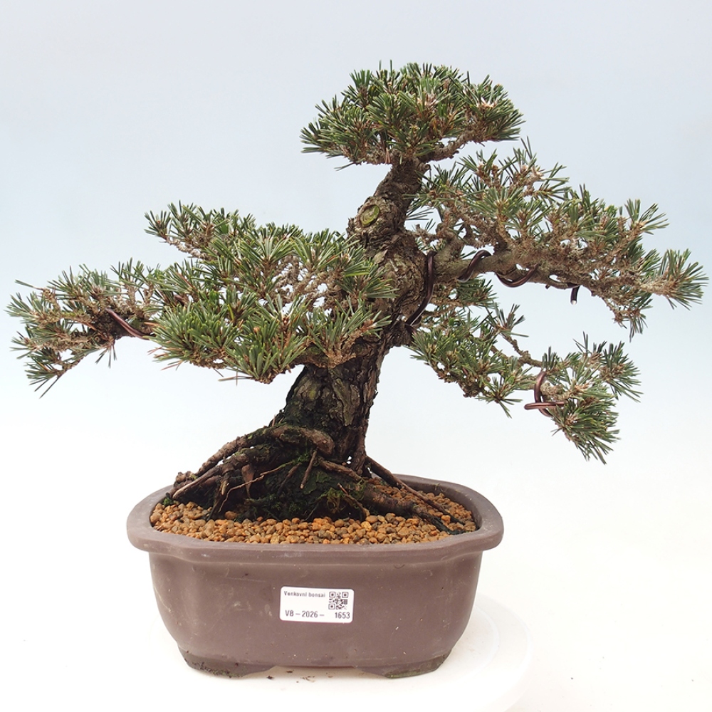Bonsai voor buiten - Pinus thunbergii Kotobuki - Thunberg den