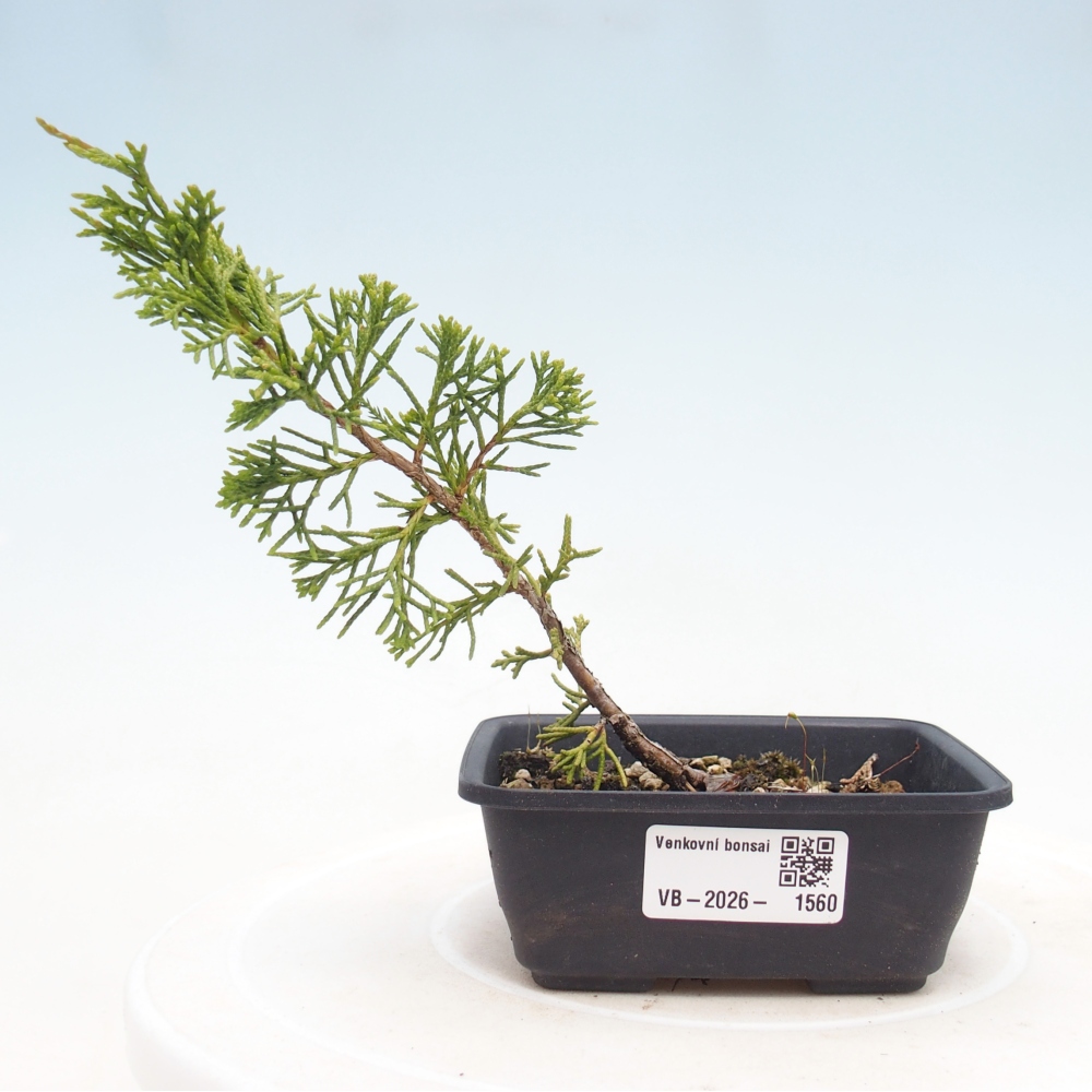 Bonsai voor buiten - Juniperus chinensis Itoigawa