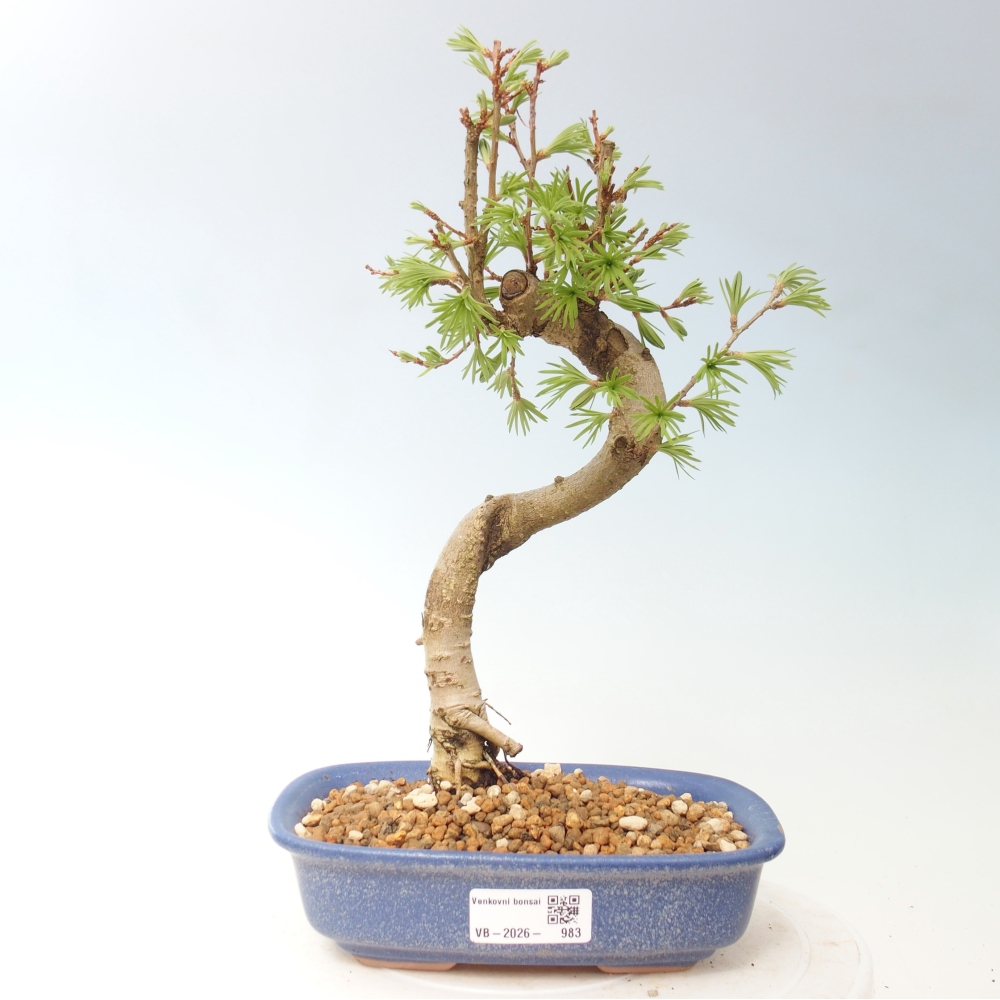 Bonsai voor buiten -Pseudolarix amabis-Pseudolarix amabis