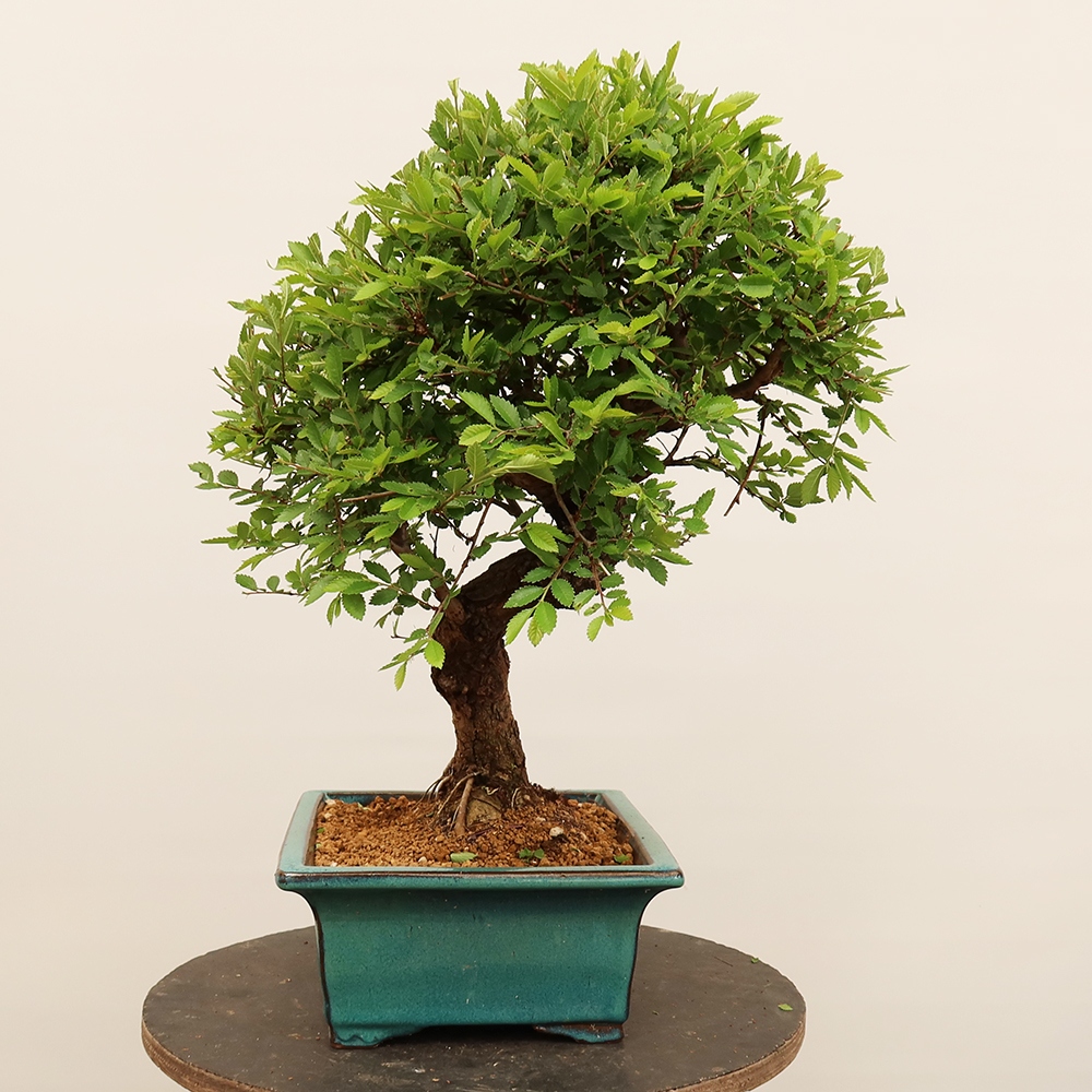 Bonsai voor buiten - Zelkova - Zelkova NIRE