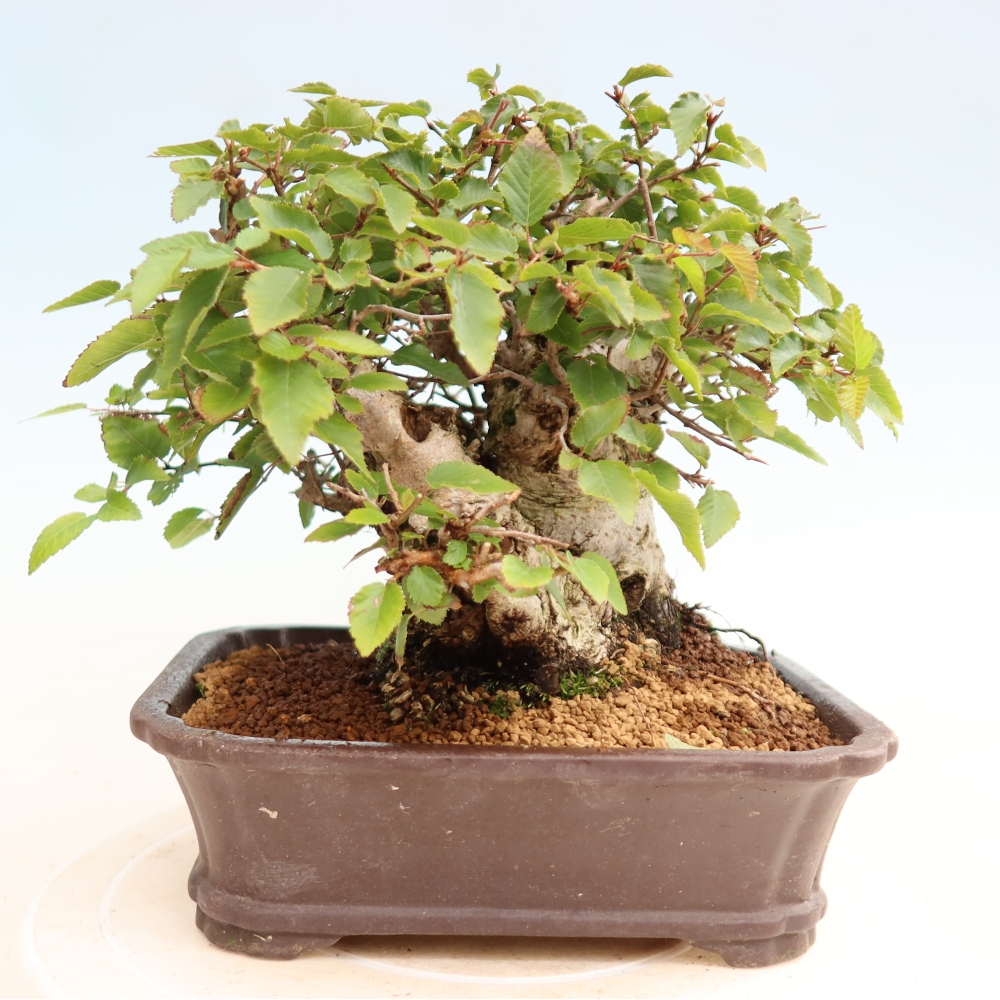 Bonsai voor buiten -Carpinus CARPINOIDES - Koreaanse haagbeuk