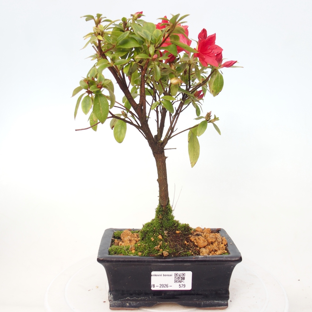 Bonsai voor buiten - Japanse azalea - Azalea sp.
