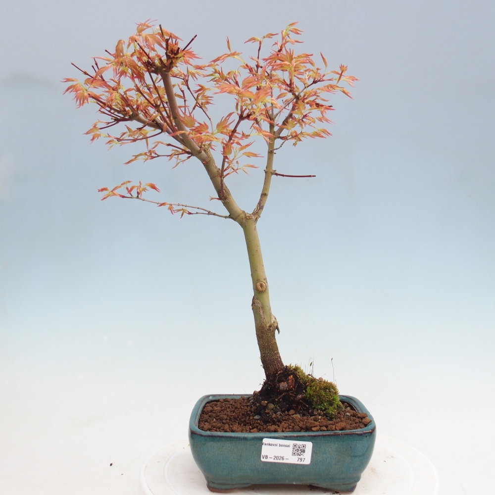Noorse esdoorn - Acer palmatum Beni Tsukasa