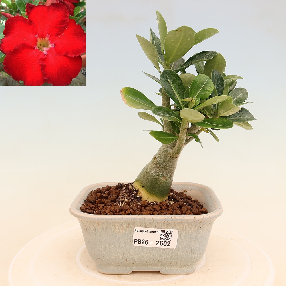 Kamerbonsai - Adenium obesum Red Star - Woestijnroos