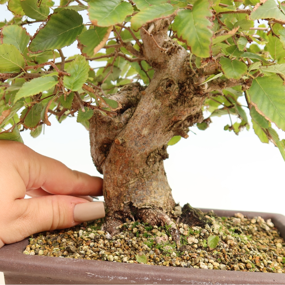 Bonsai voor buiten -Carpinus CARPINOIDES - Koreaanse haagbeuk