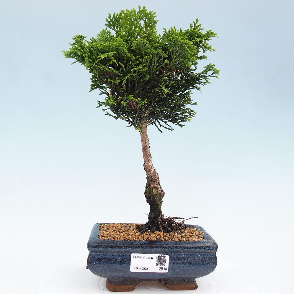 Bonsai voor buiten - Cham.pis obtusa Nana Gracilis - Cipres