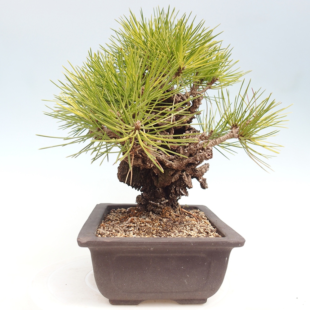Bonsai voor buiten - Pinus thunbergii - Thunberg den