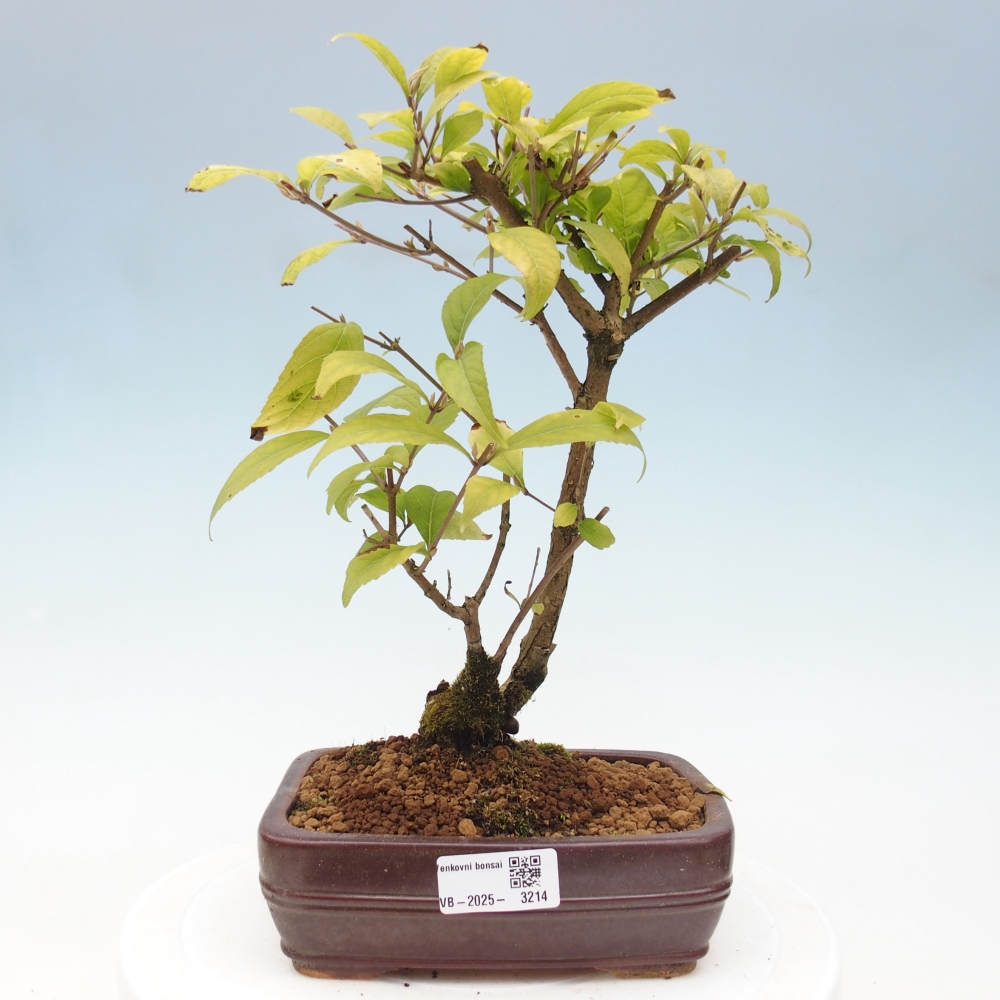Bonsai voor buiten - Callicarpa japonica