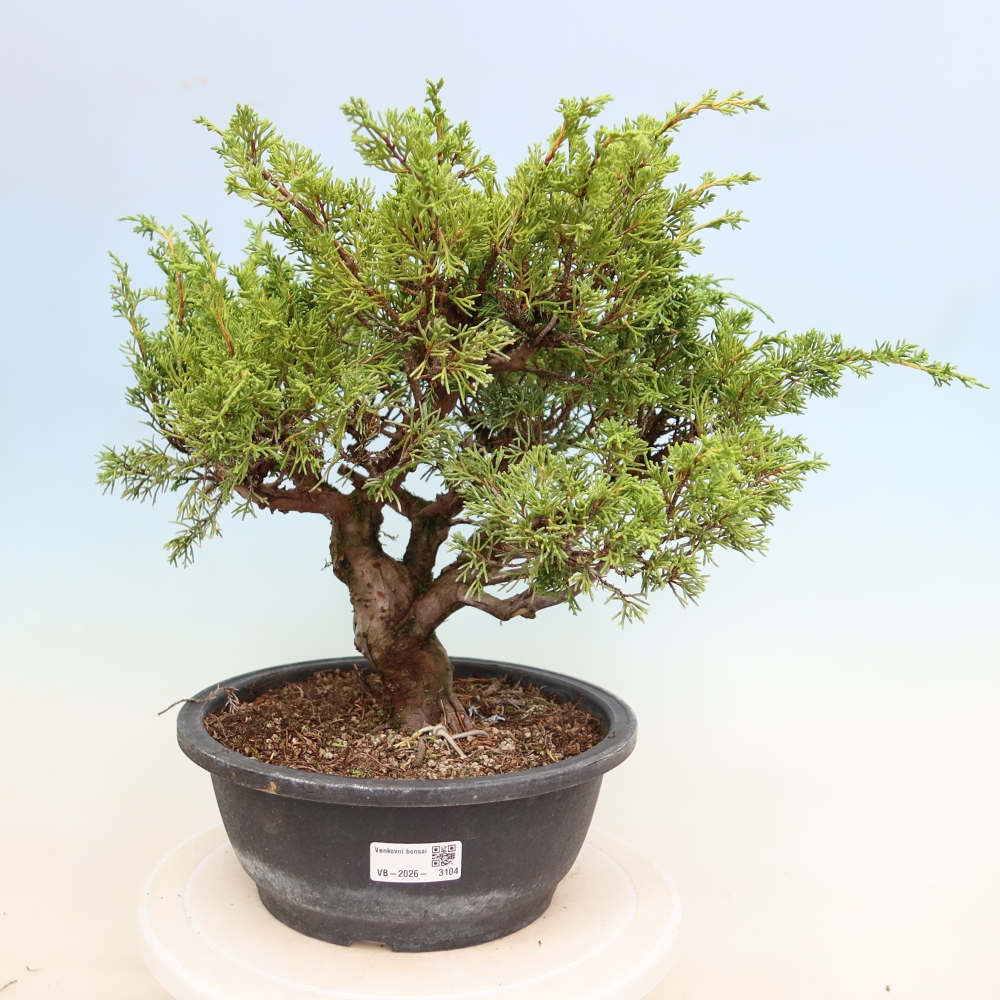 Bonsai voor buiten - Juniperus chinensis Itoigawa-Juniperus chinensis