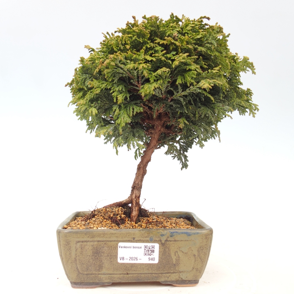 Bonsai voor buiten - Cham.pis Parslori - Cipres