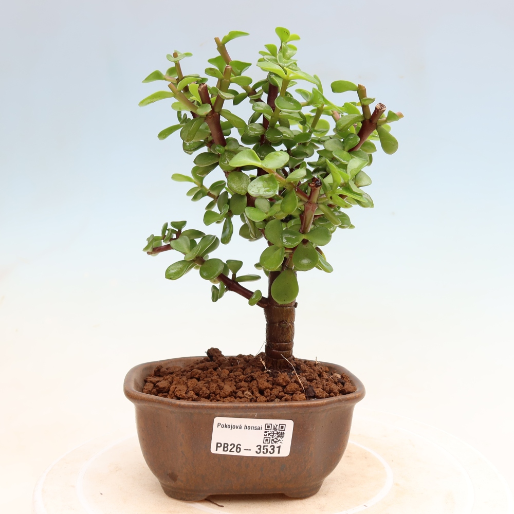 Kamerbonsai - Portulakaria Afra - Tlustice
