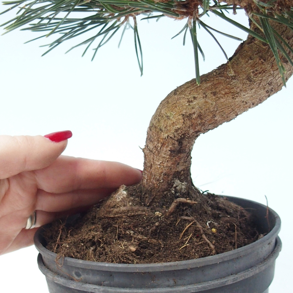 Bonsai voor buiten - Pinus thunbergii senjyumaru - Thunberg den