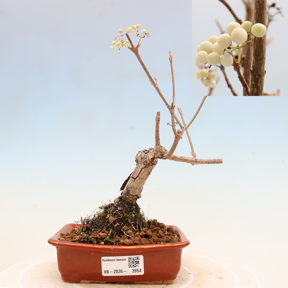 Buitenbonsai -  Callicarpa bodinieri Snowqueen - Sneeuwbessenboom