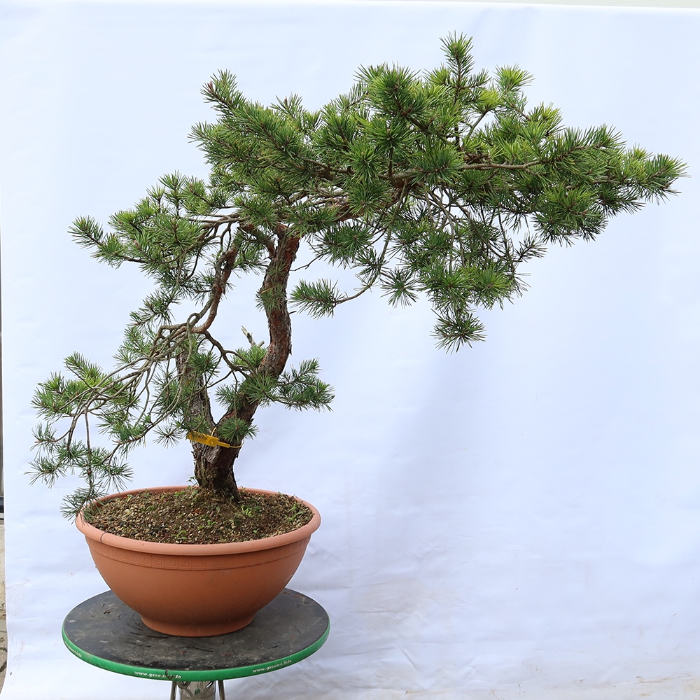 Pinus sylvestris Spanje - grove den