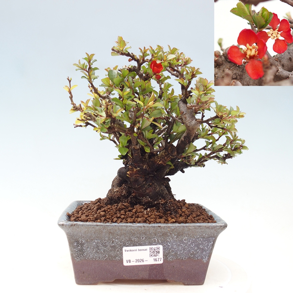 Bonsai voor buiten - Chaneomeles speciosa - Kweepeer