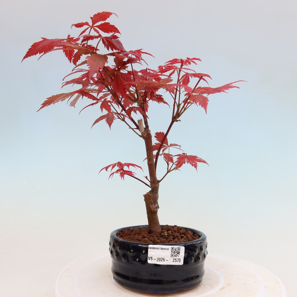Bonsai voor buiten - Acer palm. Atropurpureum-Javorpalm