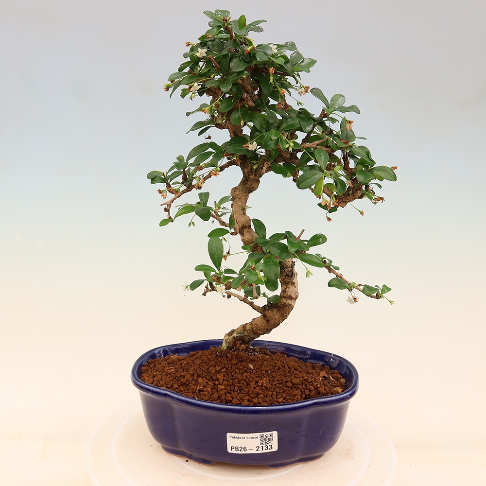 Kamerbonsai - Carmona macrophylla - Thee fuki