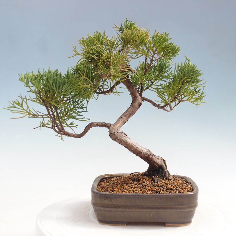 Bonsai voor buiten - Juniperus chinensis Kishu