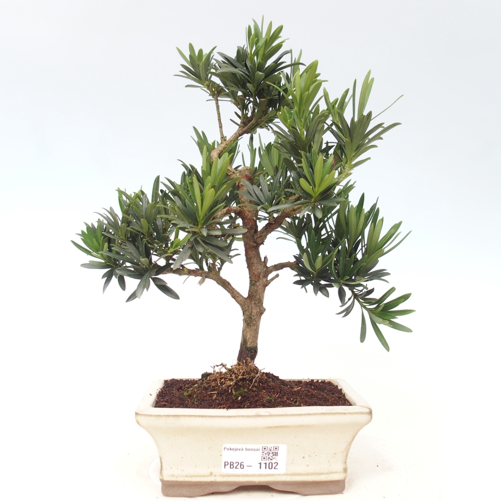Kamerbonsai - Podocarpus - Taxus