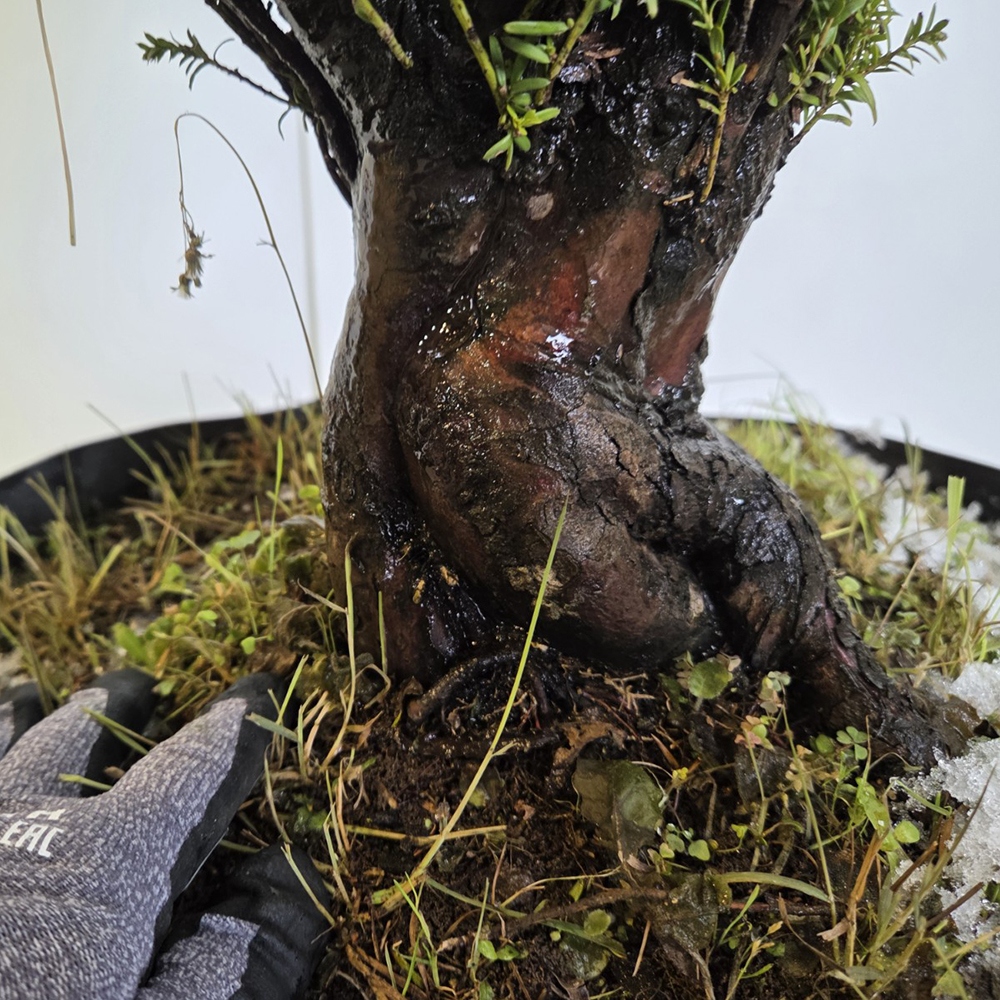 Japanse Taxus voor buitengebruik - Taxus cuspidata