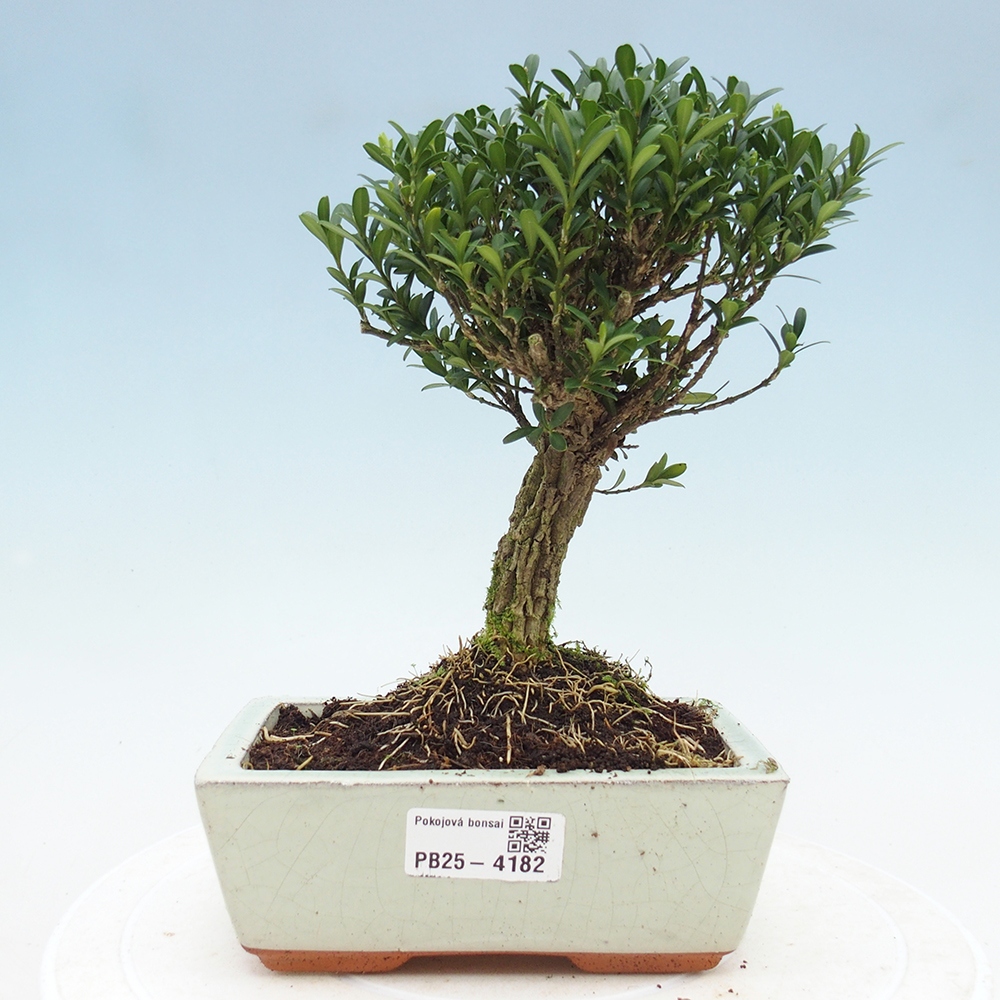 Kamerbonsai - Buxus harlandii - kurk buxus