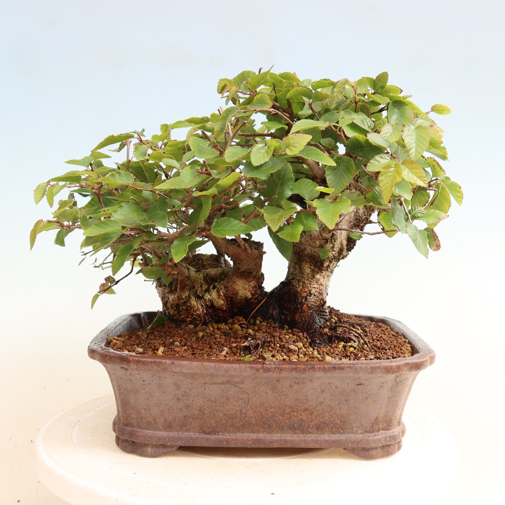 Bonsai voor buiten -Carpinus CARPINOIDES - Koreaanse haagbeuk