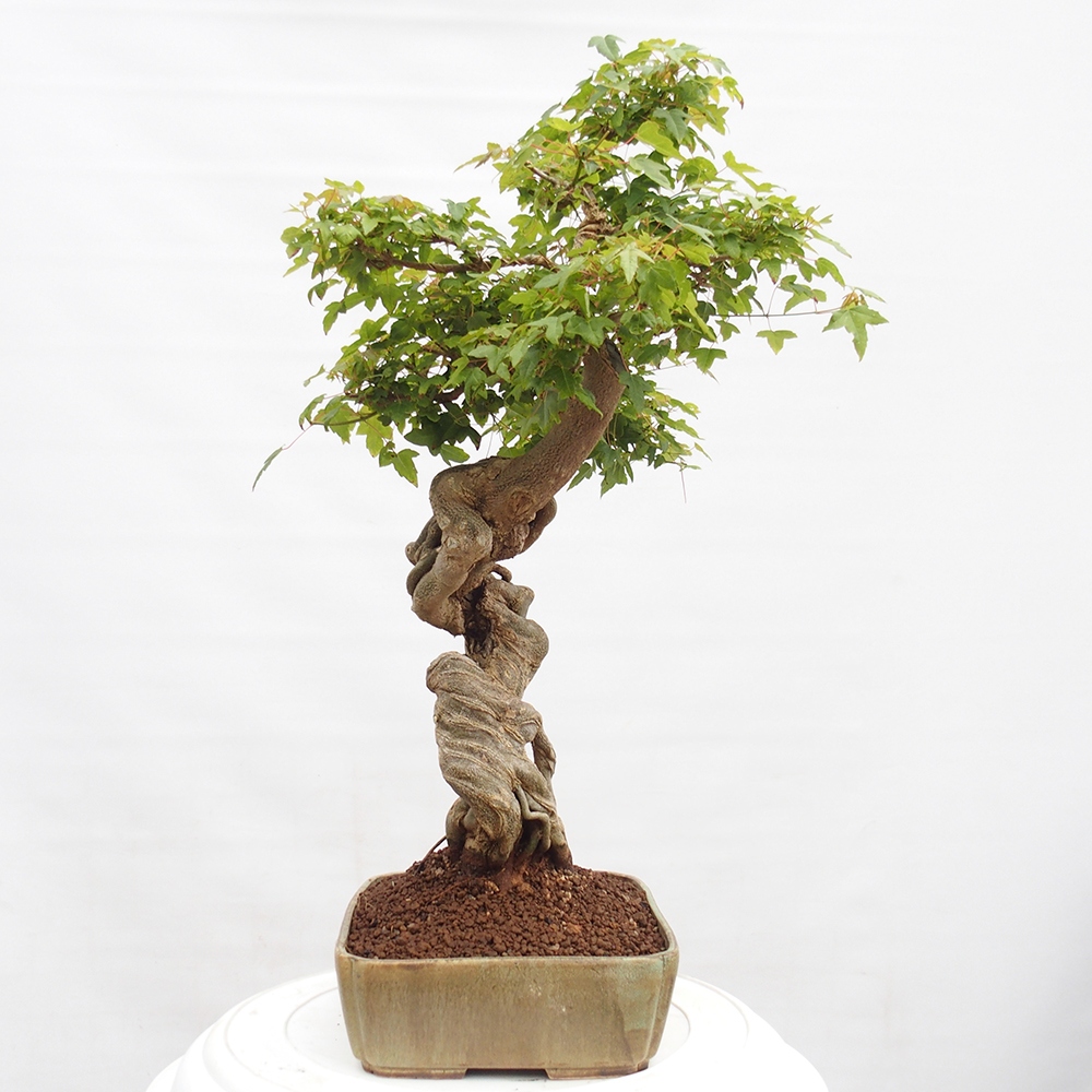 Bonsai voor buiten - Acer Buergerianum - Burgeresdoorn