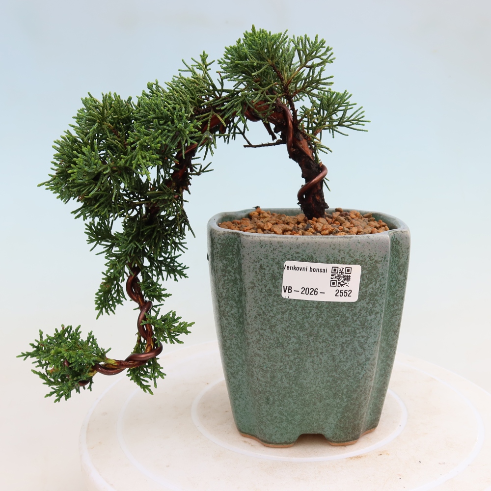 Bonsai voor buiten - Juniperus chinensis Kishu