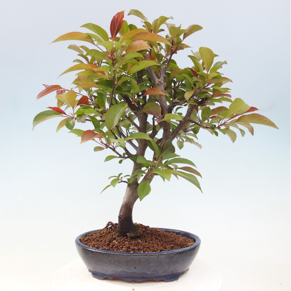Bonsai voor buiten -Malus domestica - Roodbladige appelboom met kleine vruchten