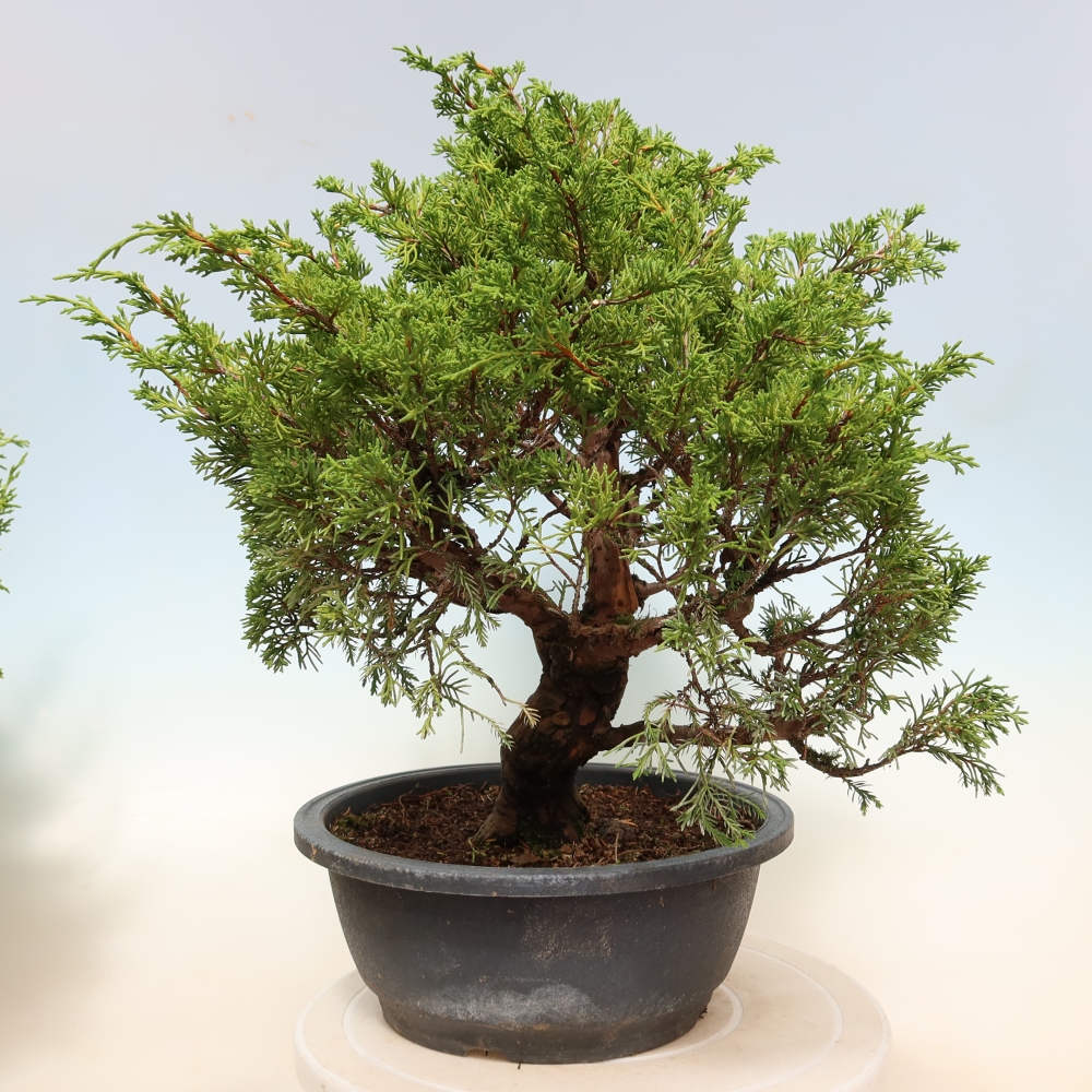 Bonsai voor buiten - Juniperus chinensis Itoigawa-Juniperus chinensis
