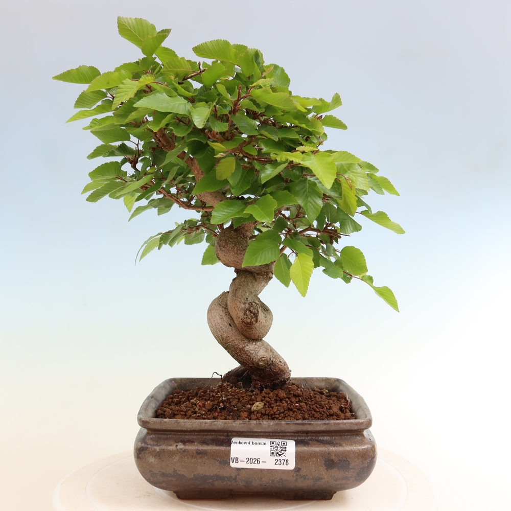 Bonsai voor buiten -Carpinus Coreana - Koreaanse haagbeuk