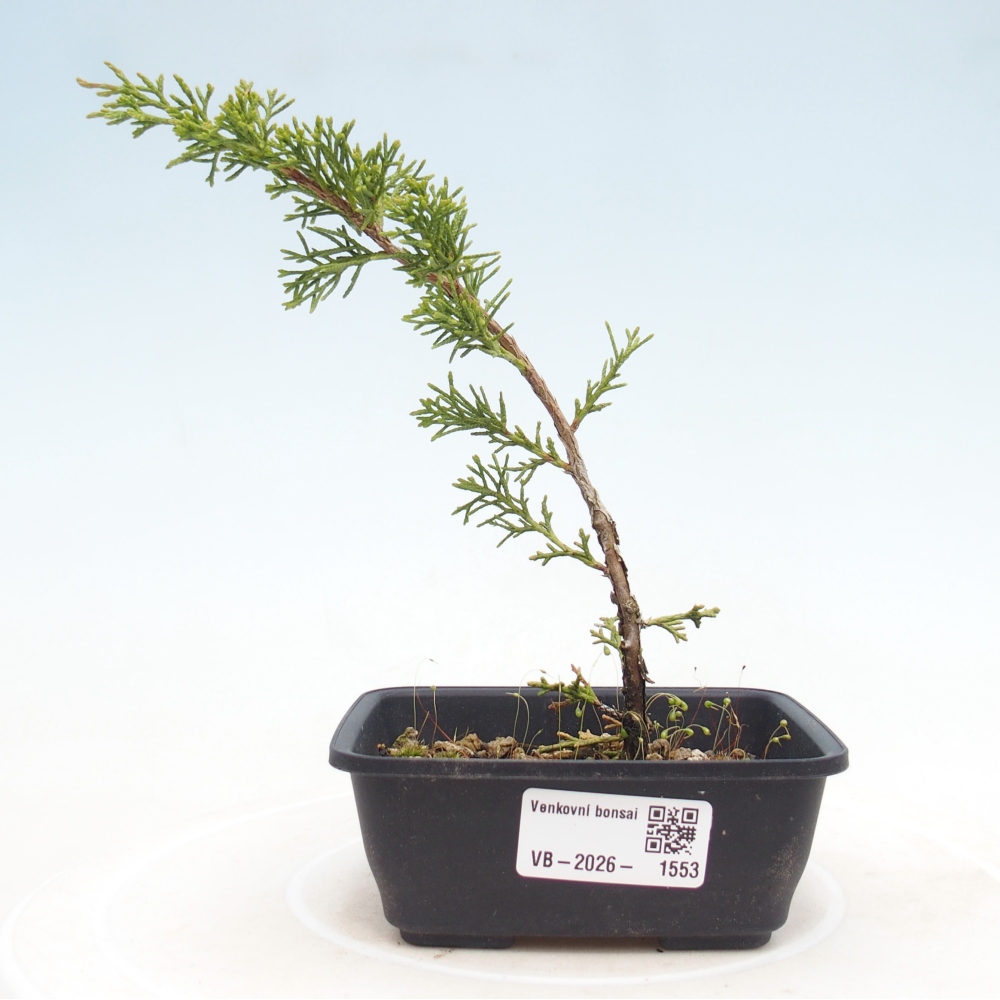Bonsai voor buiten - Juniperus chinensis Itoigawa