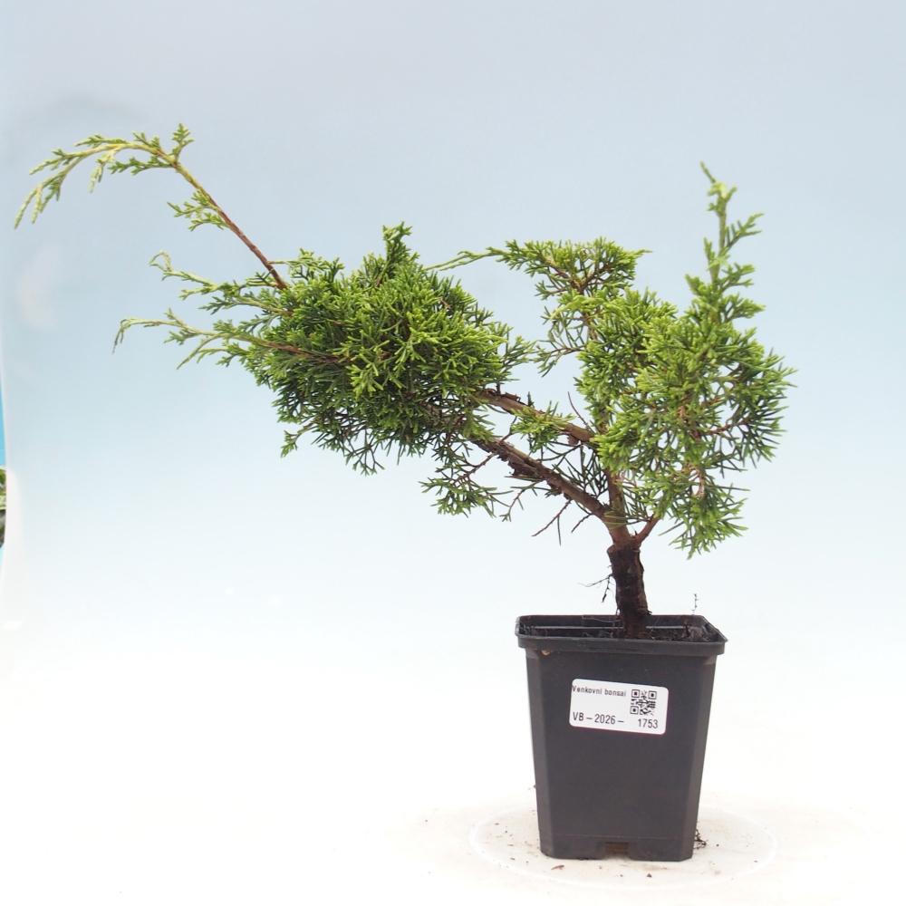 Bonsai voor buiten - Juniperus chinensis Itoigawa