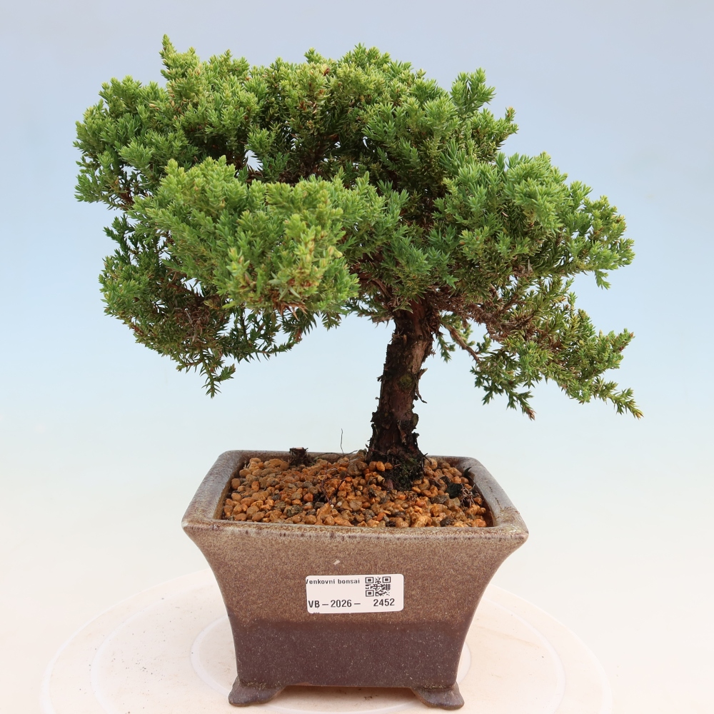 Bonsai voor buiten - Juniperus procumbens - Juniperus procumbens