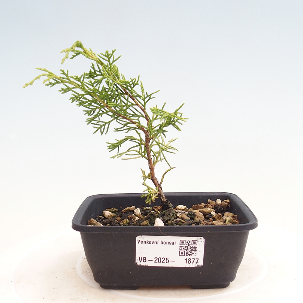 Bonsai voor buiten - Juniperus chinensis Itoigawa