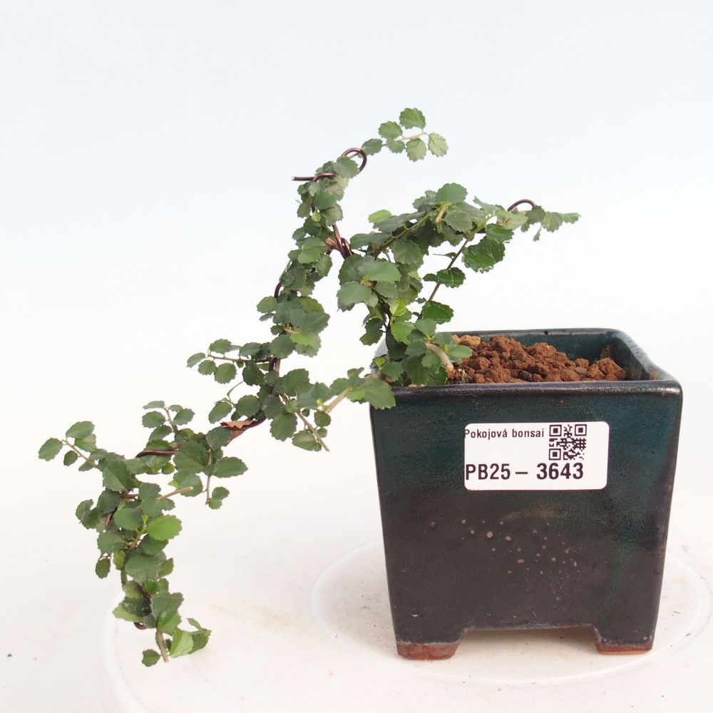 Kamerbonsai - Grewia sp. - Grewia malafolia