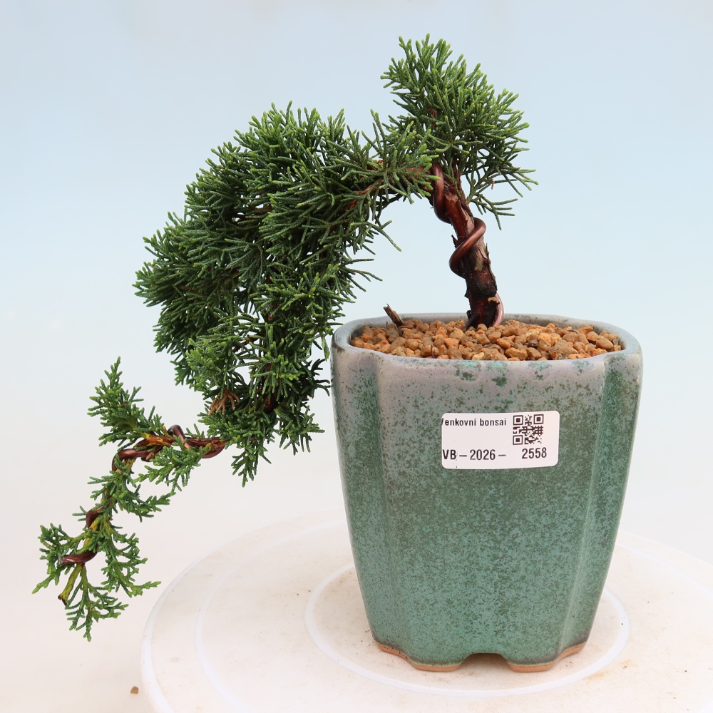 Bonsai voor buiten - Juniperus chinensis Kishu