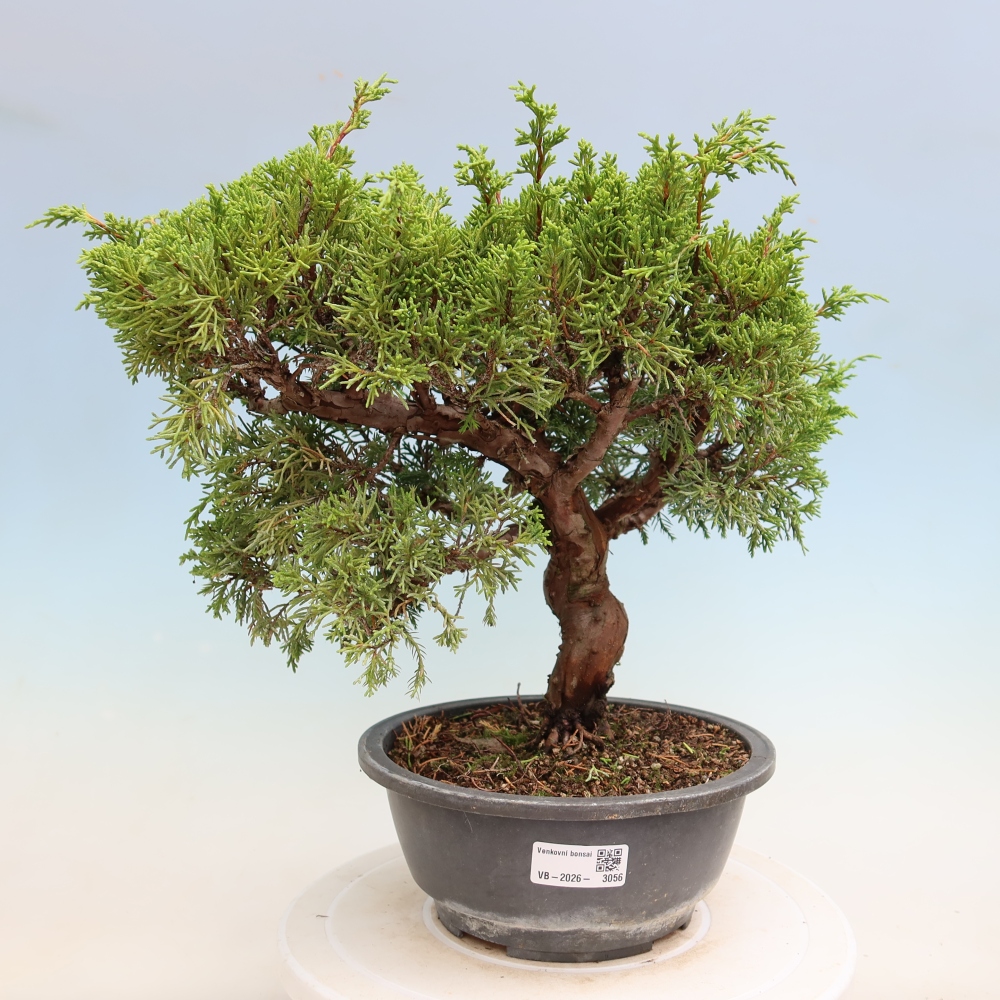 Bonsai voor buiten - Juniperus chinensis Itoigawa-Juniperus chinensis