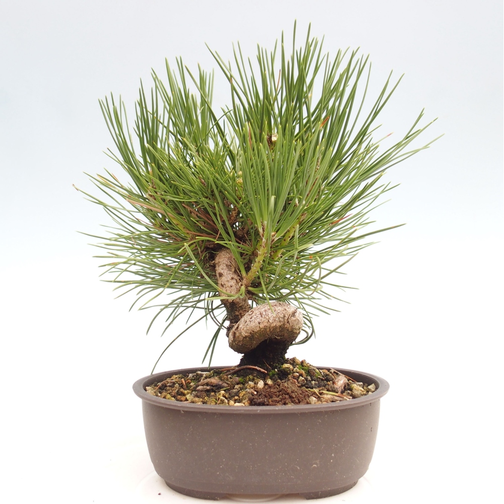 Bonsai voor buiten - Pinus thunbergii - Thunberg den