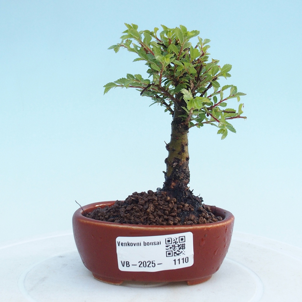 Bonsai voor buiten - Ulmus parvifolia Sagei - Kleinbladige iep