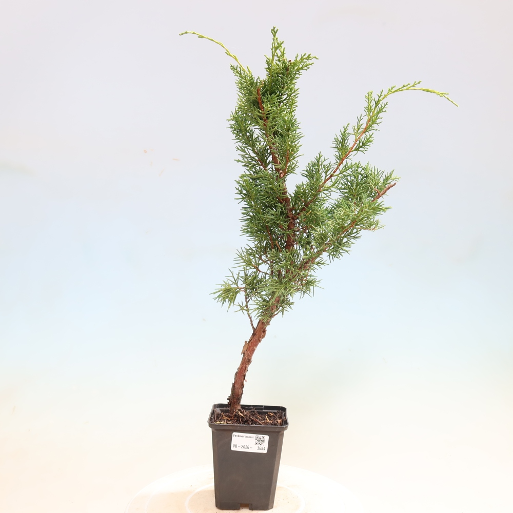 Bonsai voor buiten - Juniperus chinensis Kishu