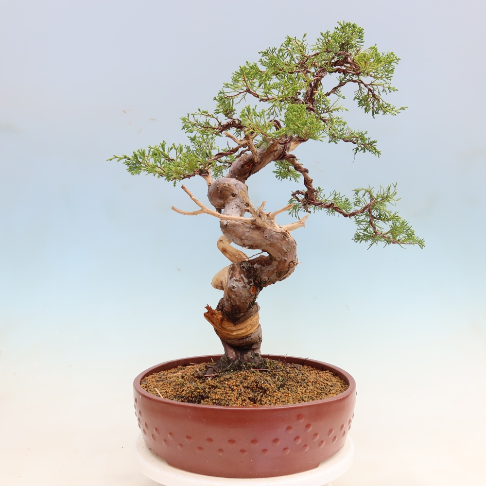 Bonsai voor buiten - Juniperus chinensis Itoigawa-Juniperus chinensis