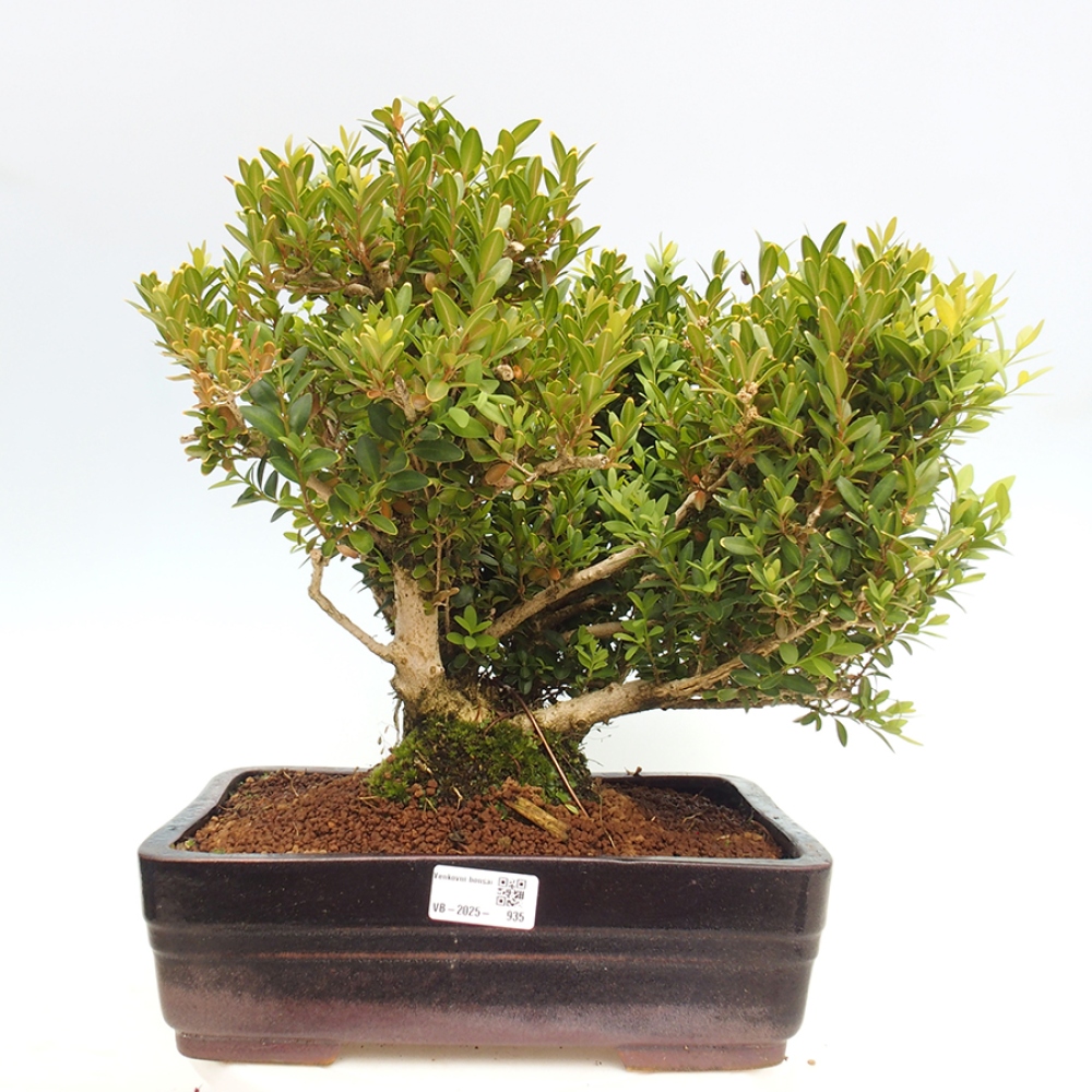Bonsai voor buiten - Buxus sempervirens - buxus