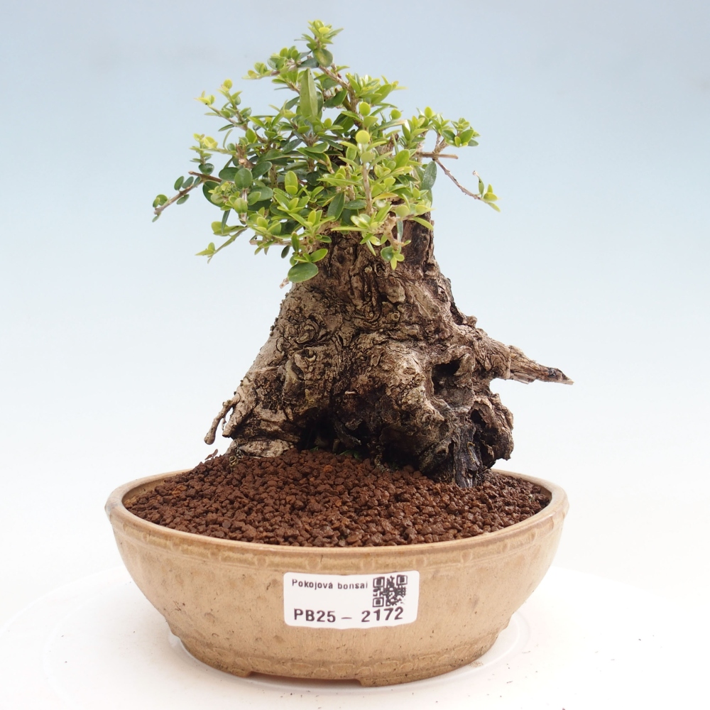Bonsai voor binnen - Olea europaea sylvestris