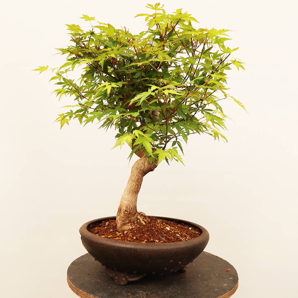 Bonsai voor buiten - Esdoorn palmatum - Palmen