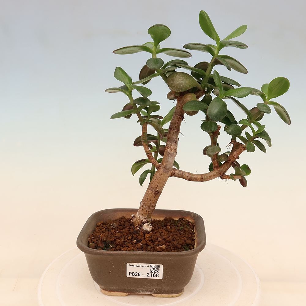 Kamerbonsai - Portulakaria Afra - Tlustice