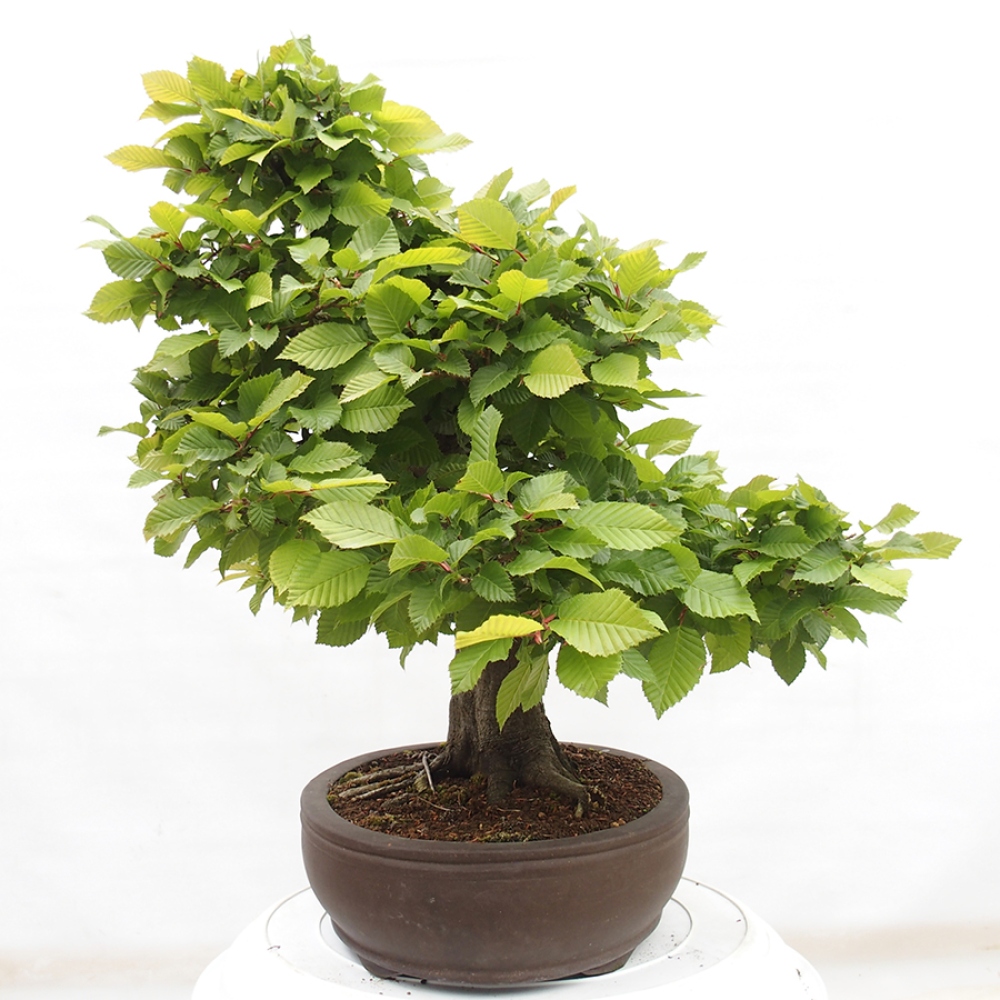 Bonsai voor buiten - Haagbeuk - Carpinus betulus