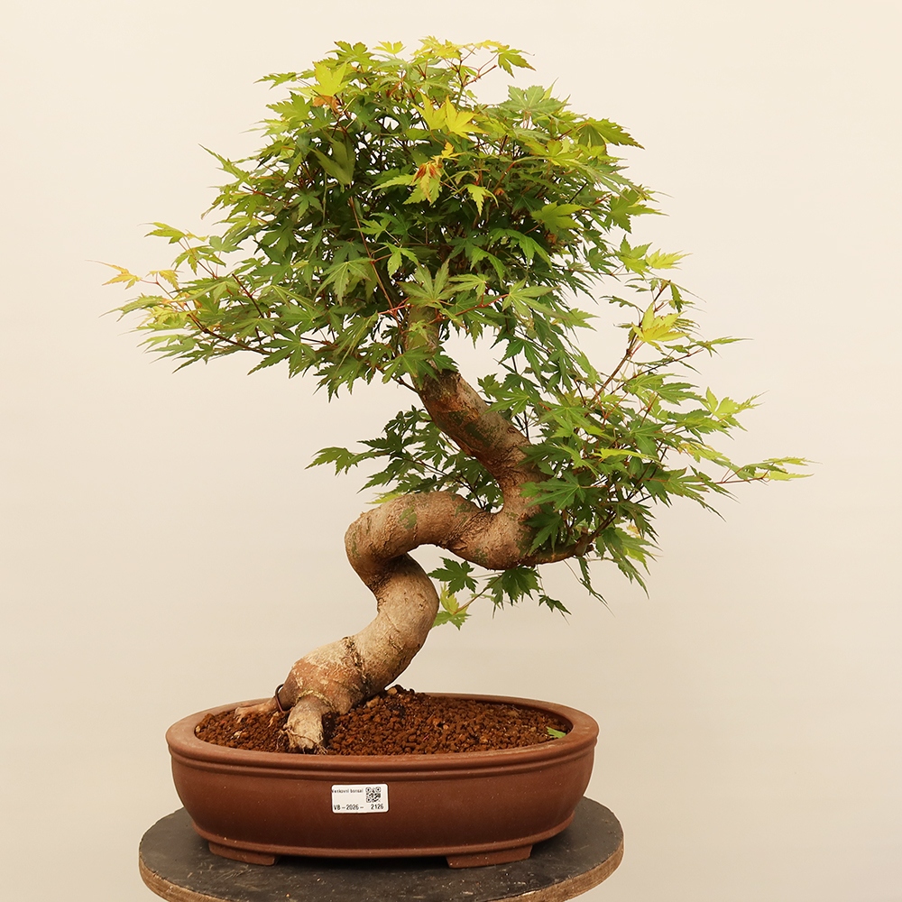 Bonsai voor buiten - Esdoorn palmatum - Palmen